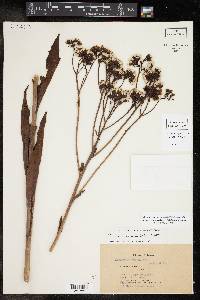 Arnoglossum ovatum image