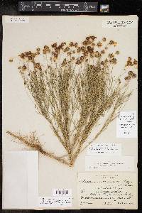 Helenium amarum var. badium image