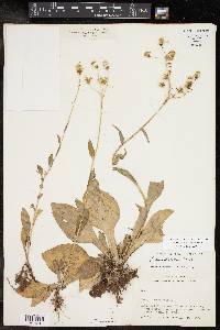 Senecio ampullaceus image