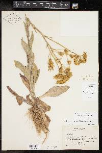 Senecio ampullaceus image