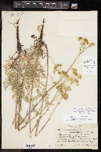 Hymenopappus scabiosaeus var. corymbosus image