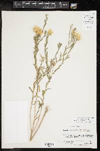 Xanthisma texanum image