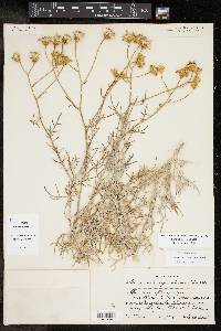 Senecio flaccidus image