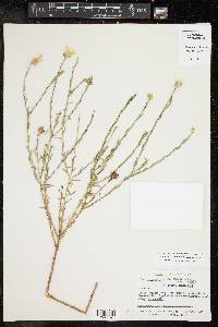 Xanthisma texanum image