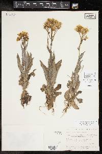 Senecio ampullaceus image