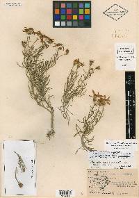 Senecio warnockii image