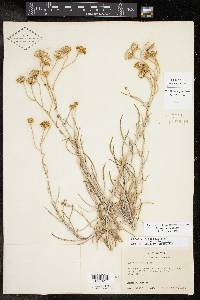 Senecio flaccidus image