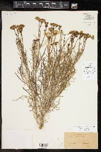 Senecio flaccidus image