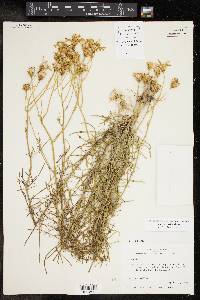 Senecio flaccidus image