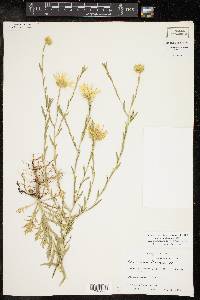 Xanthisma texanum var. drummondii image