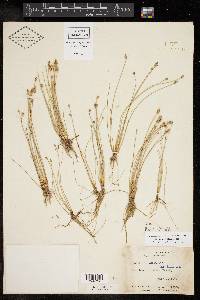 Eleocharis albida image