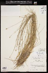 Eleocharis tuberculosa image