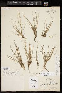 Eleocharis microcarpa image