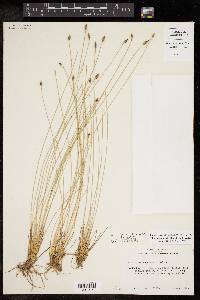 Eleocharis tortilis image