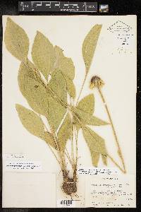 Rudbeckia grandiflora image