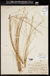 Eleocharis tuberculosa image