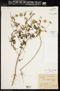 Sclerocarpus uniserialis var. uniserialis image