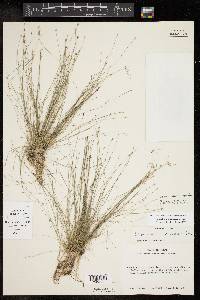 Eleocharis microcarpa image