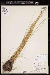 Eleocharis montevidensis image