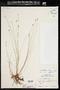 Eleocharis compressa var. acutisquamata image