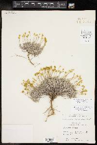 Thymophylla setifolia var. greggii image