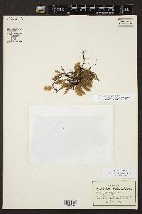 Trichomanes reptans image
