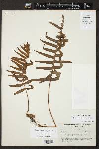 Polypodium fuscopetiolatum image