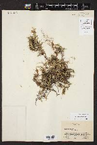 Selaginella wrightii image