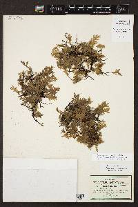 Trichomanes reptans image