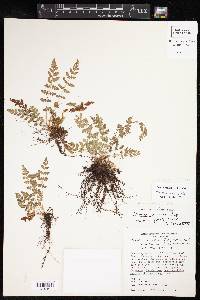 Woodsia mexicana image