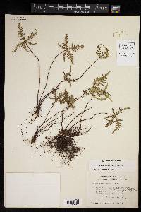 Notholaena standleyi image