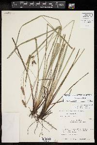 Carex glaucescens image