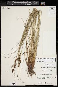 Carex glaucescens image