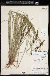 Carex glaucescens image