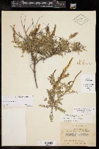 Eysenhardtia texana image