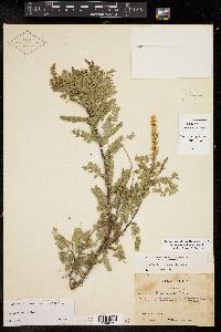 Eysenhardtia texana image