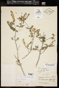 Eysenhardtia texana image