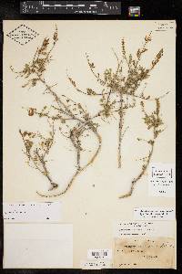 Eysenhardtia texana image