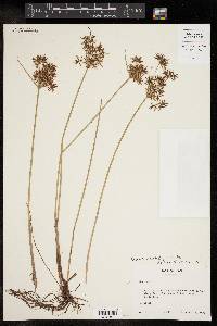 Cyperus polystachyos image