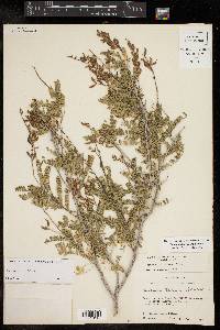 Eysenhardtia texana image