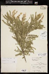 Eysenhardtia texana image