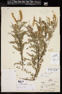 Eysenhardtia texana image