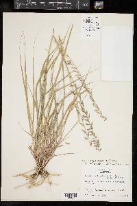 Bouteloua curtipendula var. curtipendula image