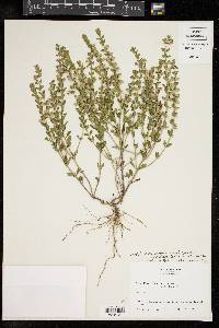 Scutellaria drummondii image