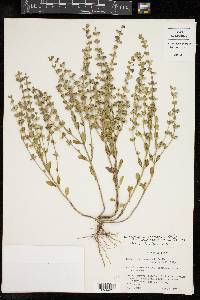 Scutellaria drummondii var. edwardsiana image