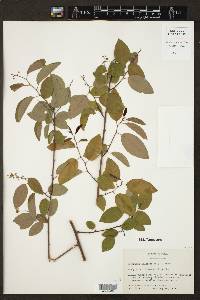 Berchemia scandens image