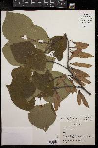 Cercis canadensis var. canadensis image