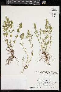 Scutellaria drummondii var. edwardsiana image