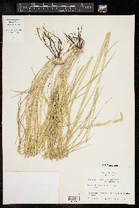 Eriochloa sericea image