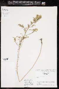 Symphyotrichum ericoides image